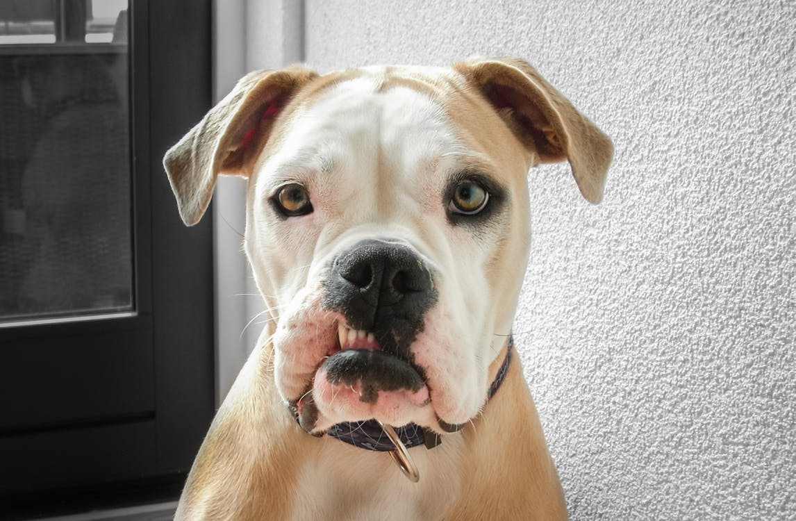 Bulldogg med skjevt smil
