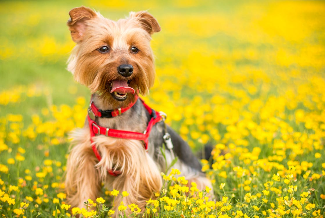 Yorkshire terrier i gresset