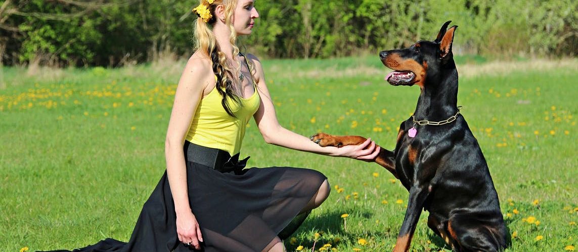 Dobermann som gir labb