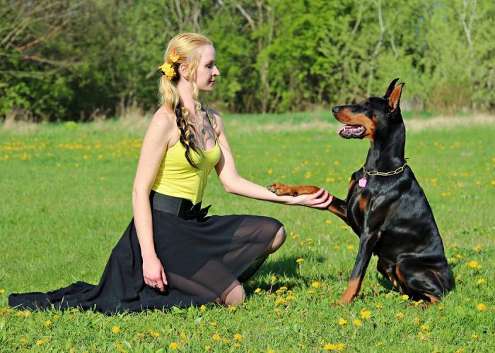 Dobermann som gir labb